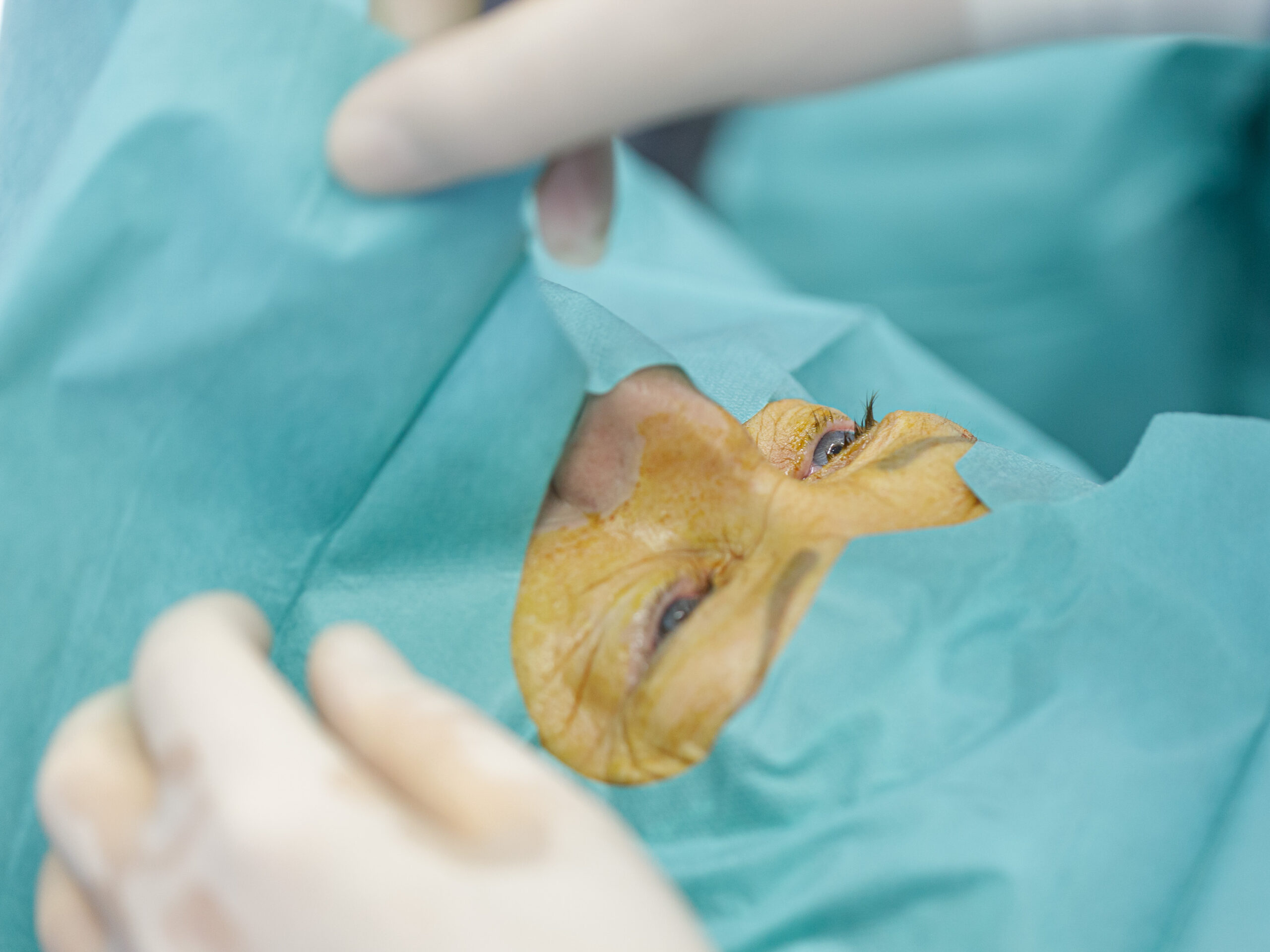 Institut für Augenheilkunde Halle