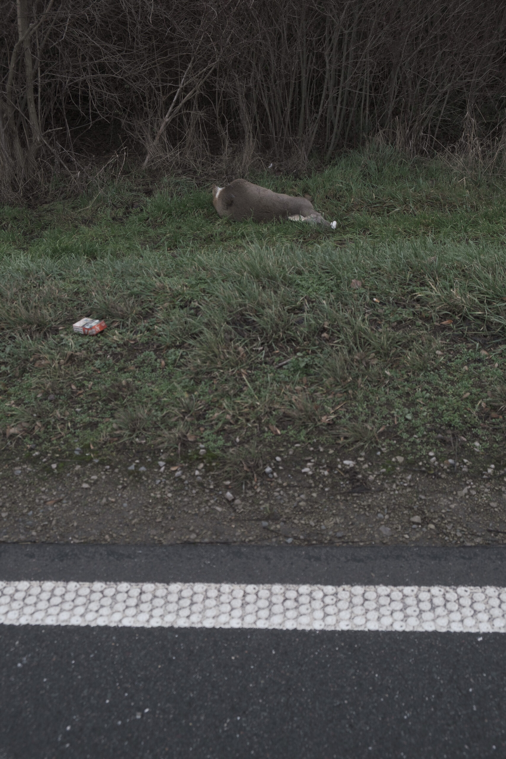 Reh. Sachsen Anhalt.