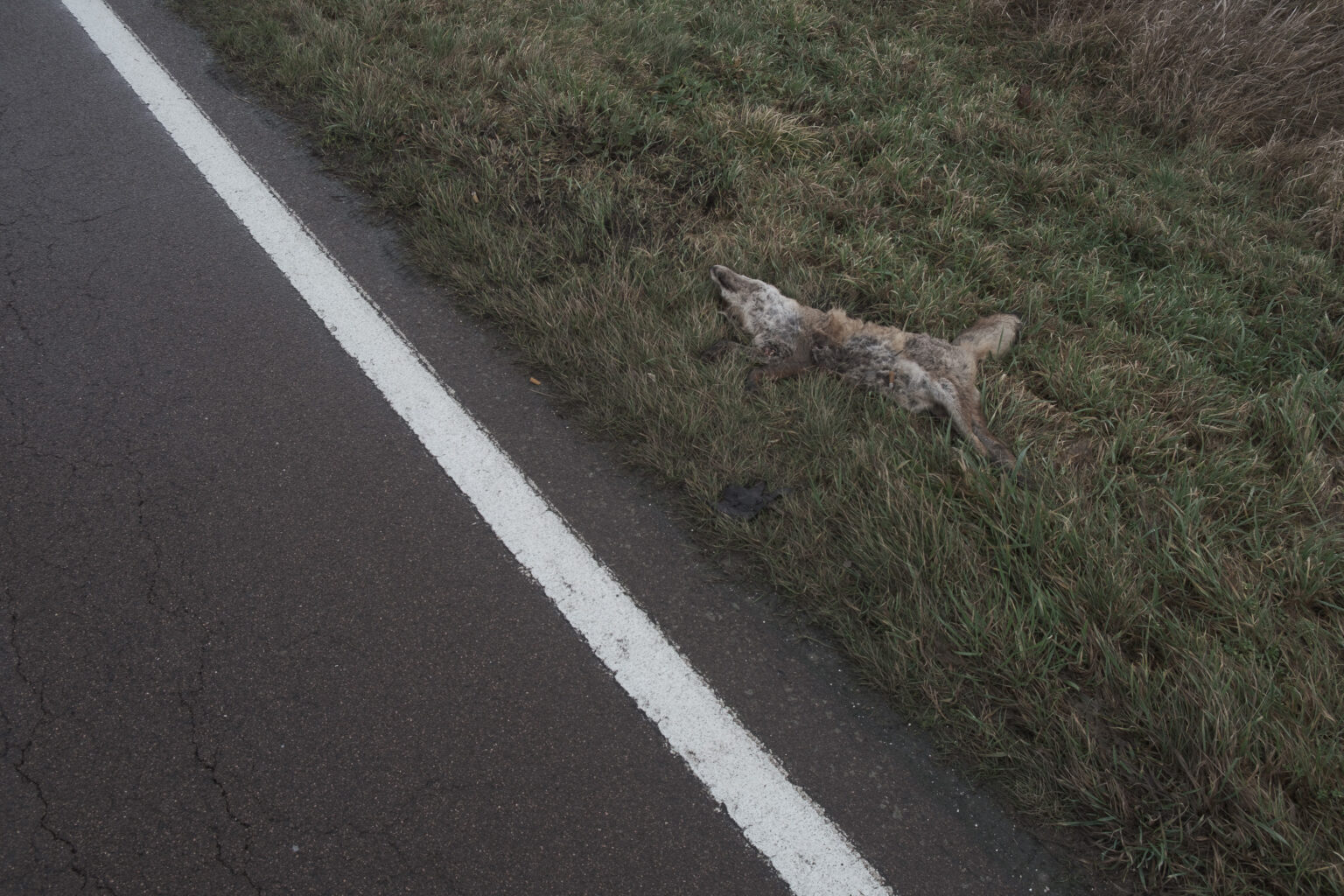 Fuchs. Sachsen Anhalt.