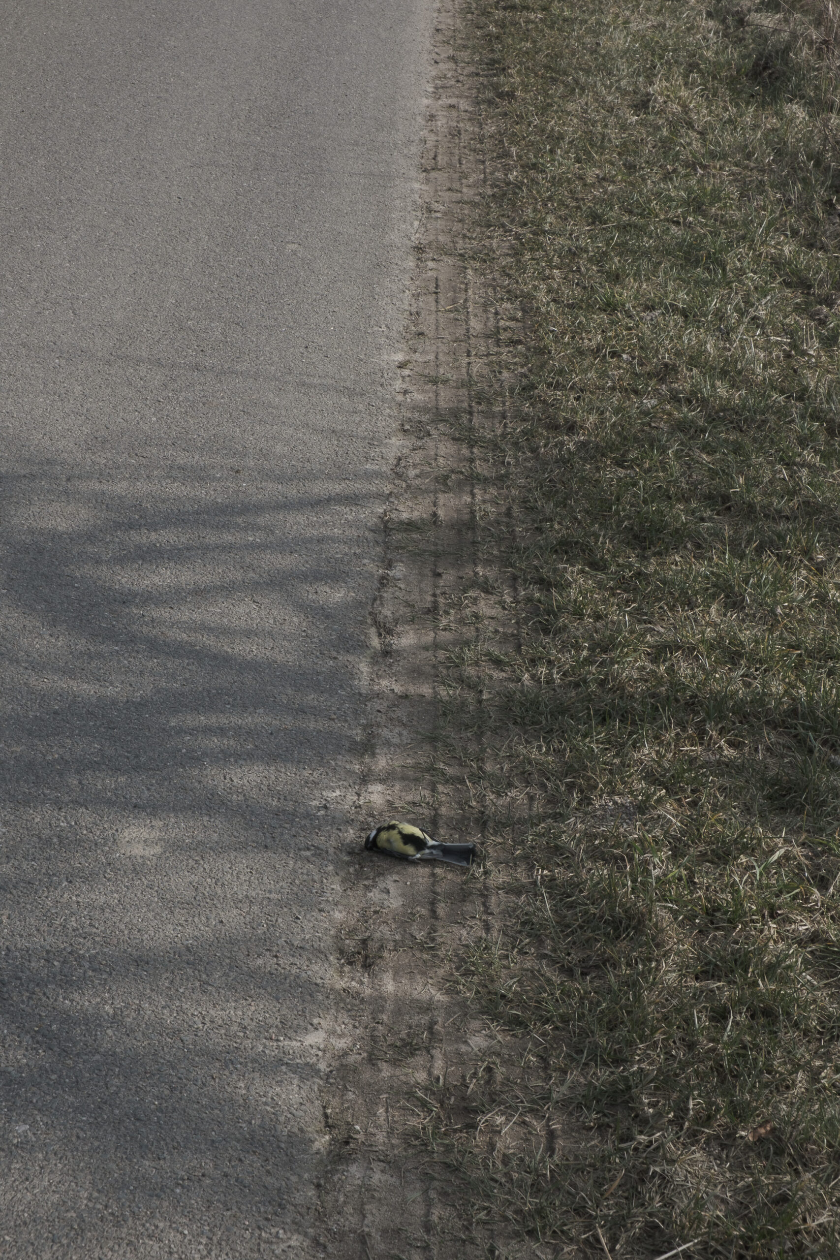 Kohlmeise. Brandenburg.