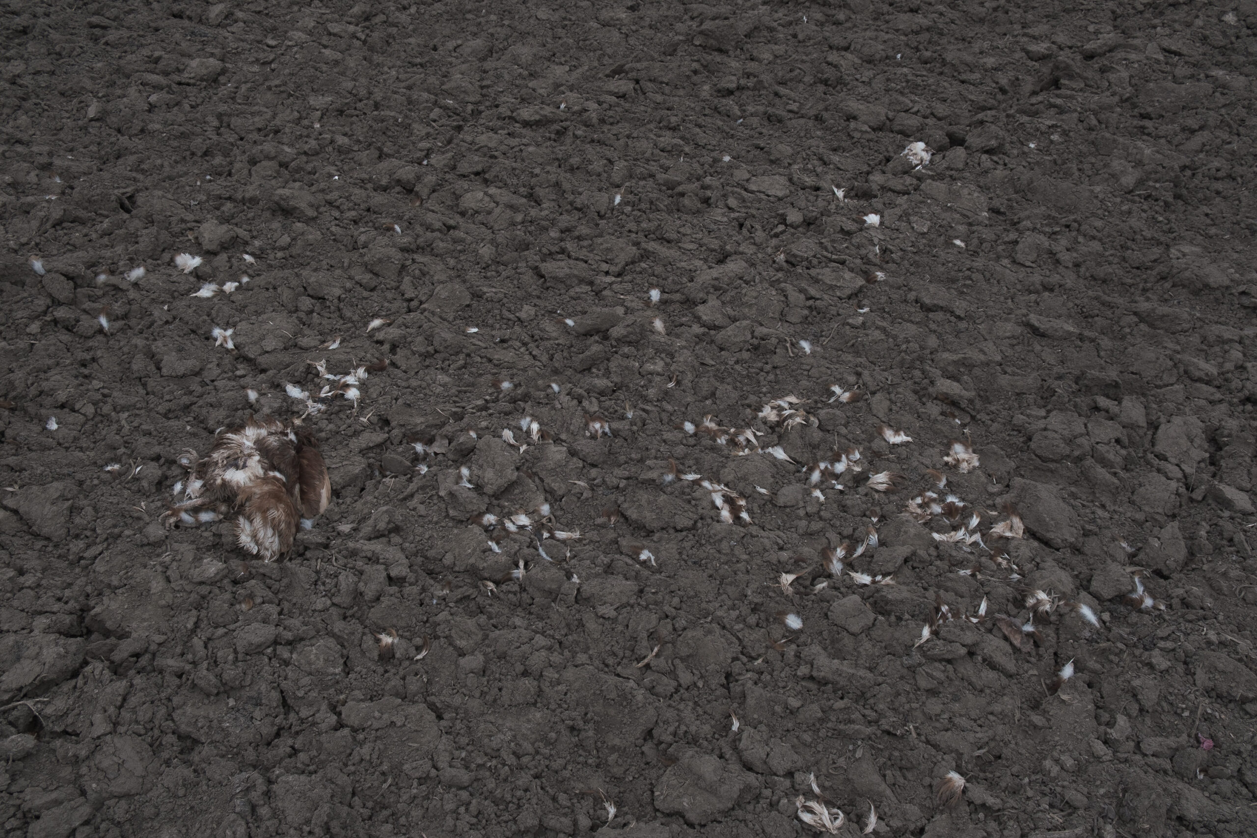 Unbekannter Vogel. Sachsen Anhalt.