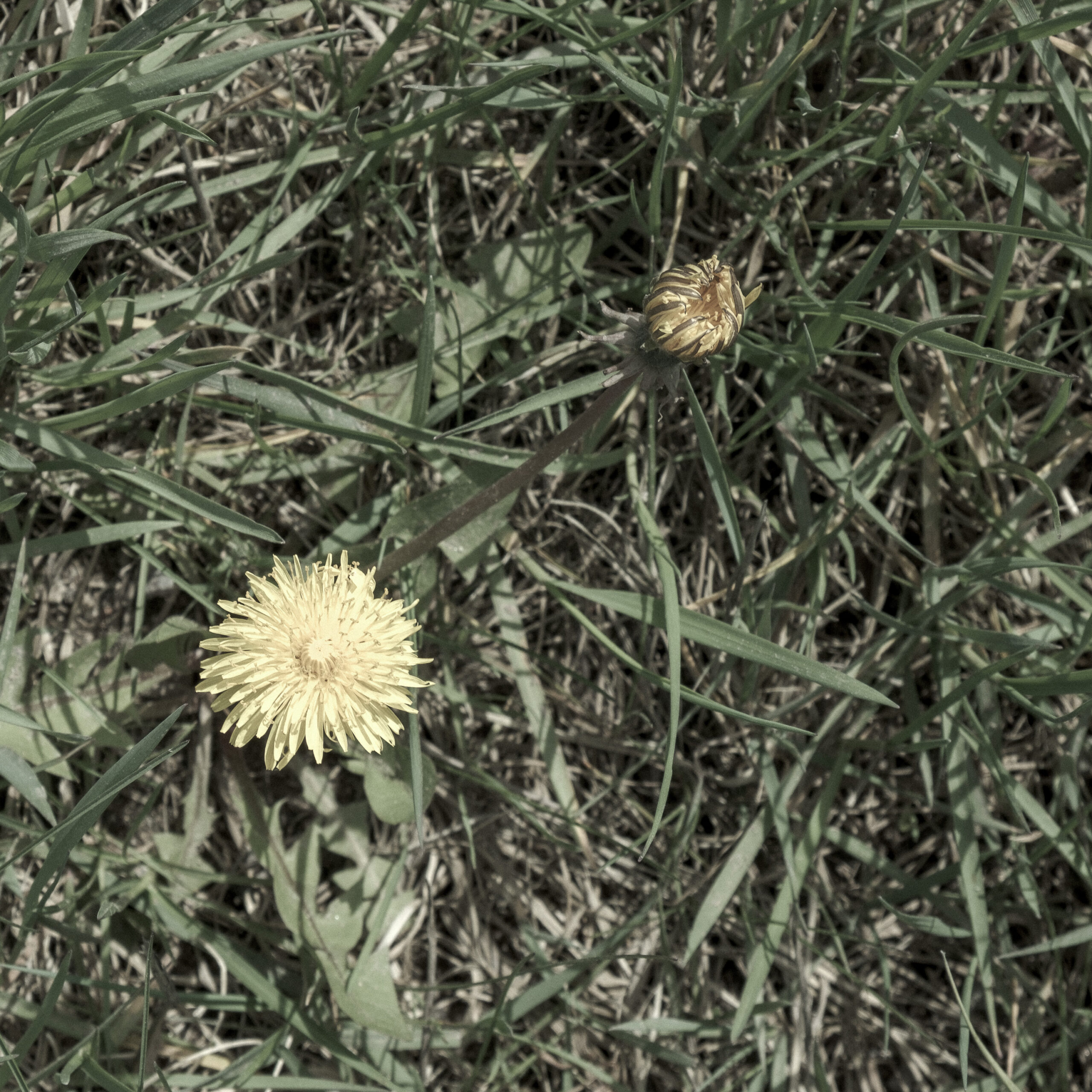 NebenderSpur