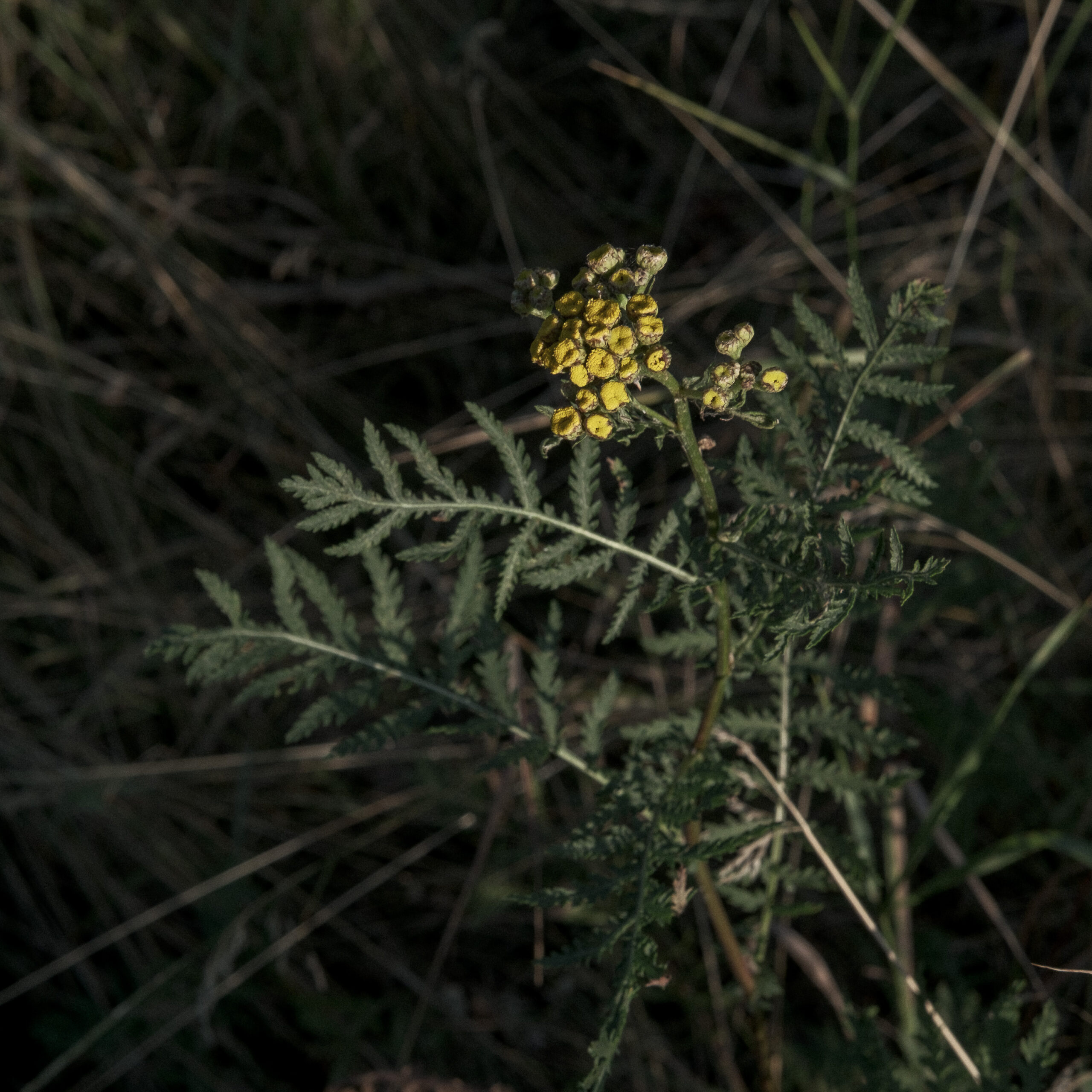 Waschbär. Sachsen. 13.7.2023