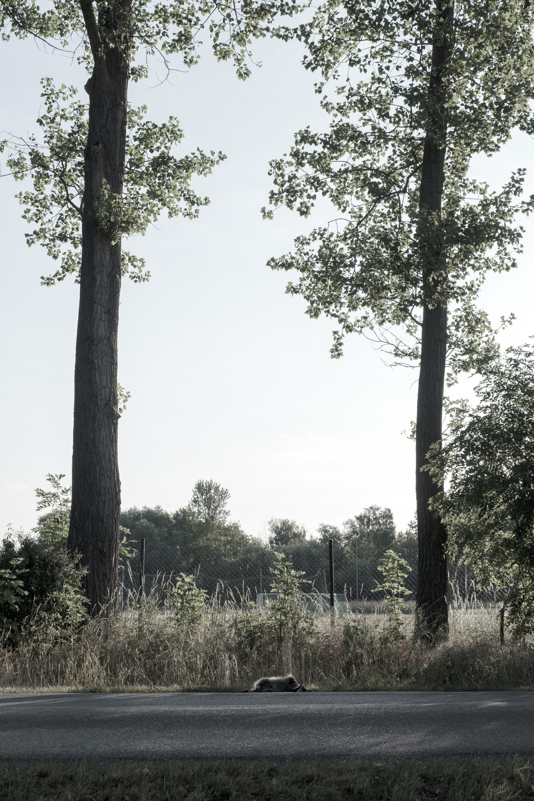 Waschbär. Sachsen. 13.7.2023