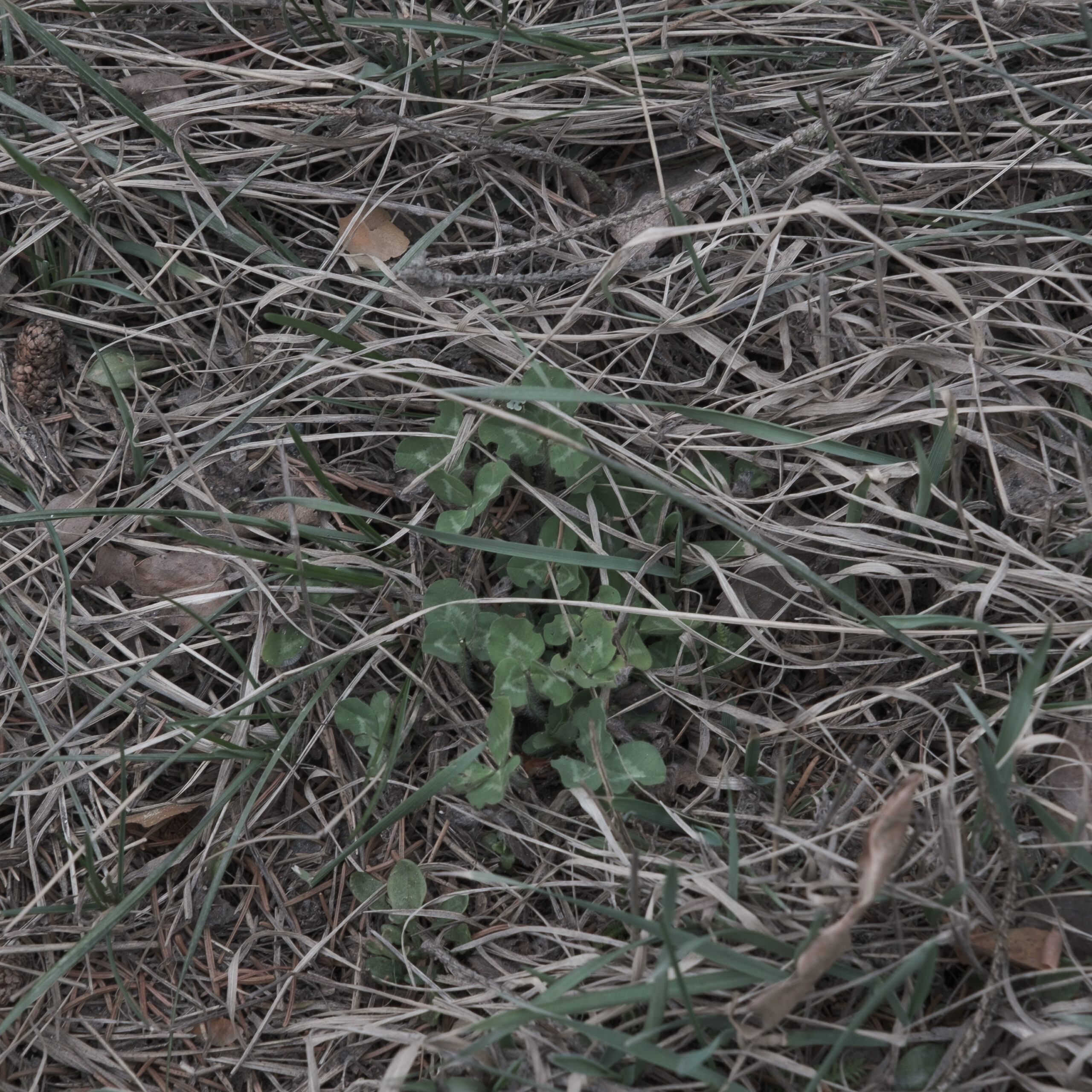 NebenderSpur